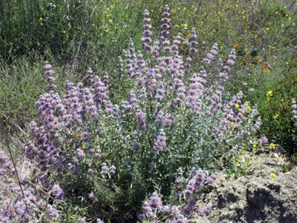 Blue Sage