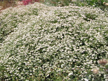 California  Buckwheat