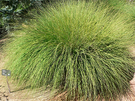 Deer Grass