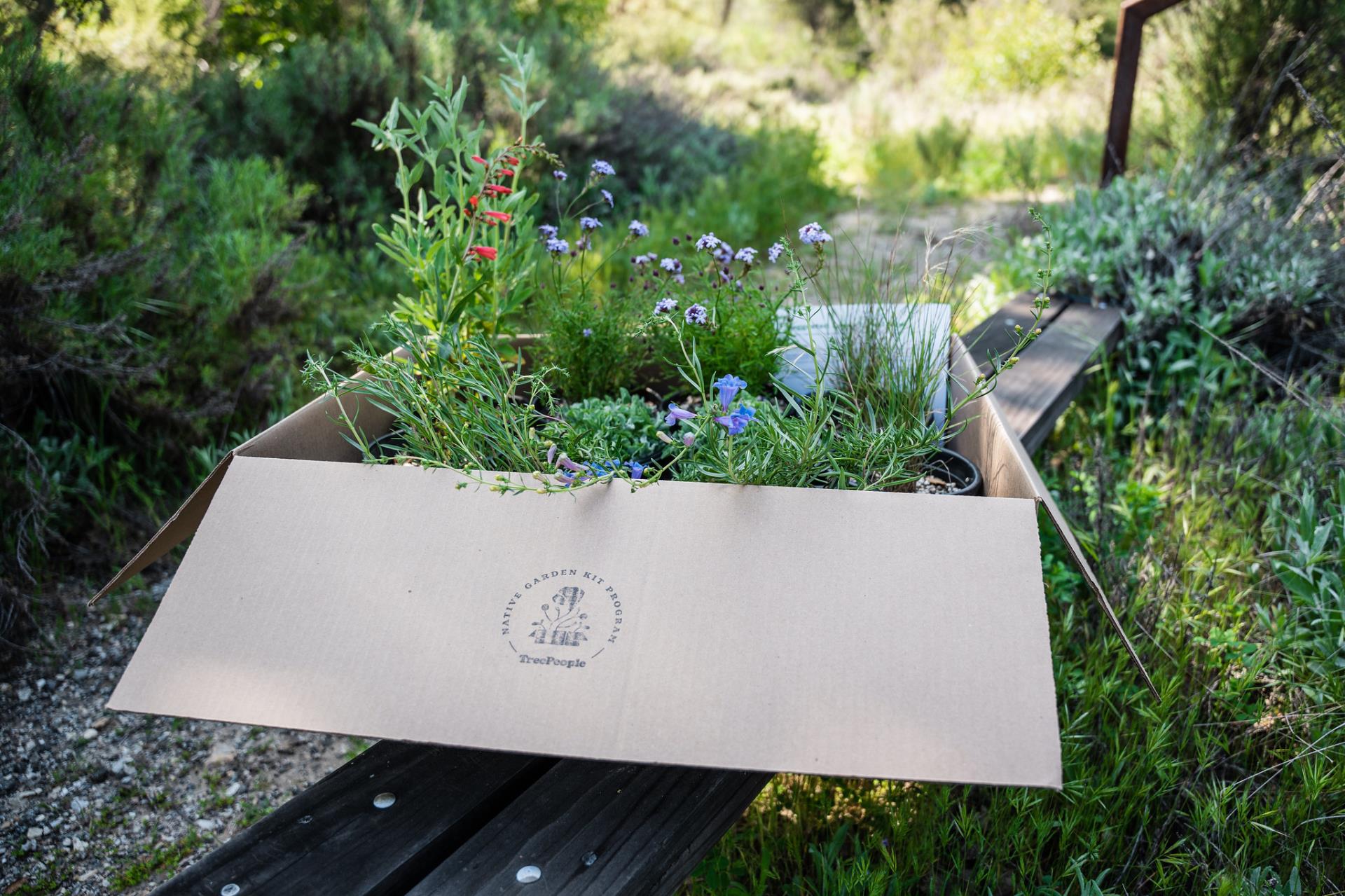 Native Garden Kits Available for Pre-Purchase for Malibu and Topanga Residents
