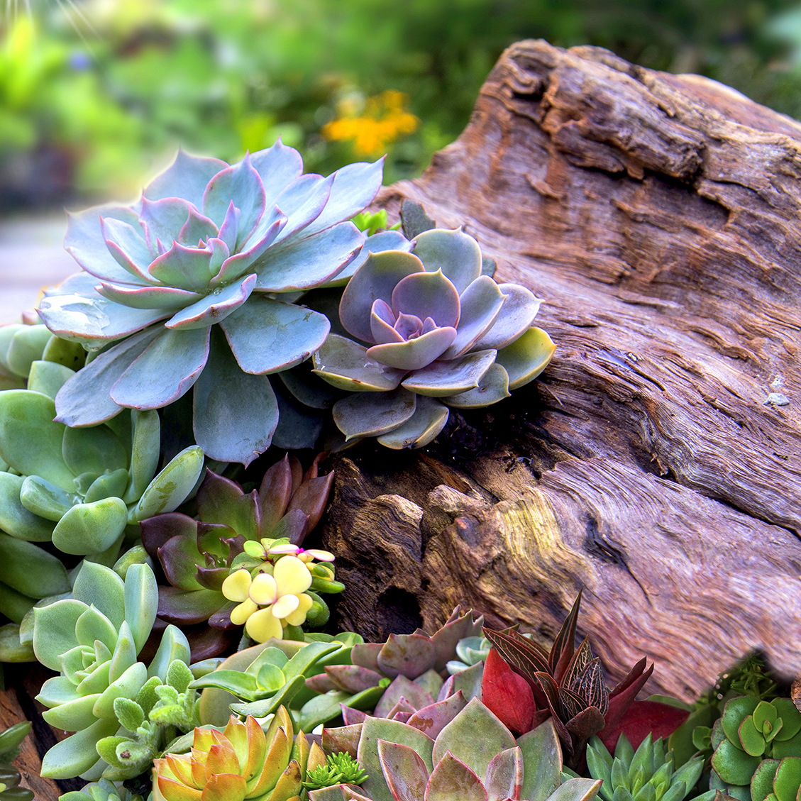 06-Succulent